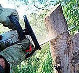 Best Firewood Processing and Delivery  in East Porterville, CA