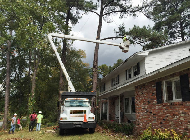 Professional Tree Care in East Porterville, CA