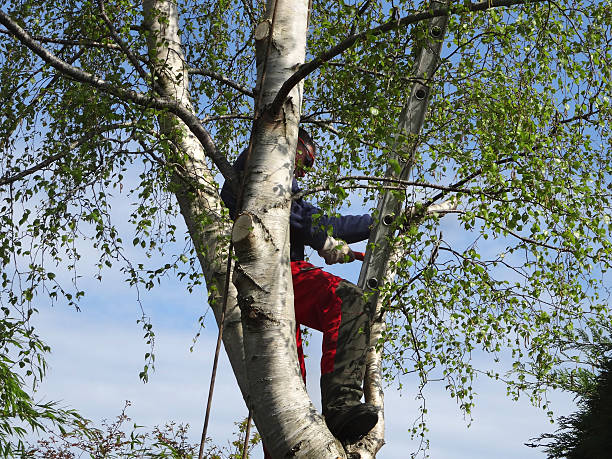 Best Storm Damage Tree Cleanup  in East Porterville, CA