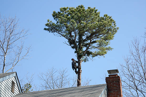 Best Hedge Trimming  in East Porterville, CA