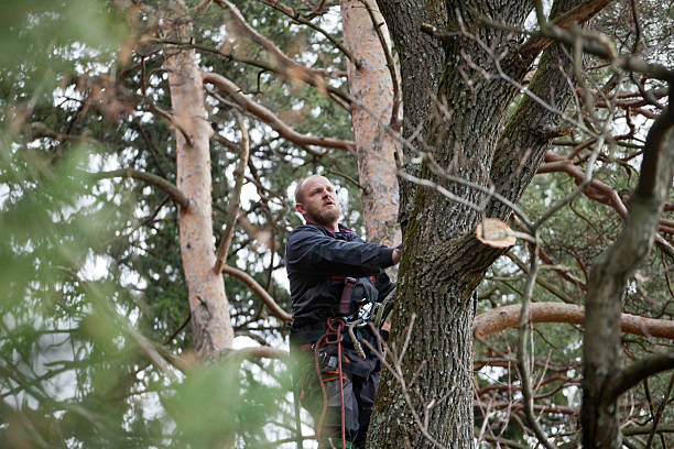 Tree and Shrub Care in East Porterville, CA