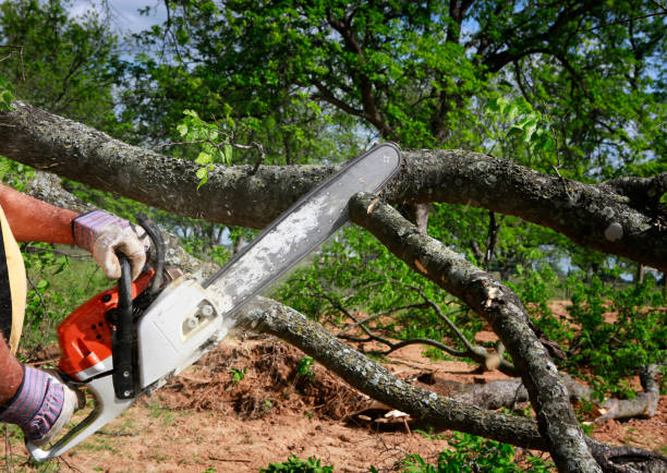 How Our Tree Care Process Works  in  East Porterville, CA